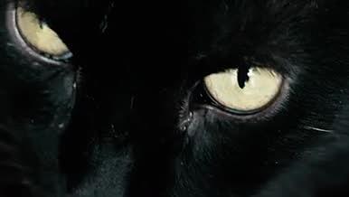 特写黑猫眨眼霸气震撼威慑视频的预览图